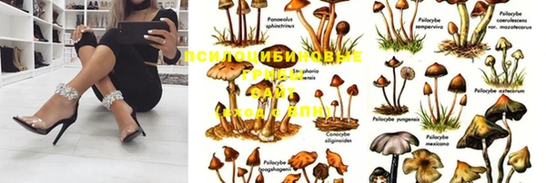 сатива Баксан